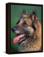 Domestic Dogs, Belgian Malinois / Shepherd Dog Face Portrait-Adriano Bacchella-Framed Premier Image Canvas