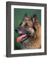 Domestic Dogs, Belgian Malinois / Shepherd Dog Face Portrait-Adriano Bacchella-Framed Photographic Print