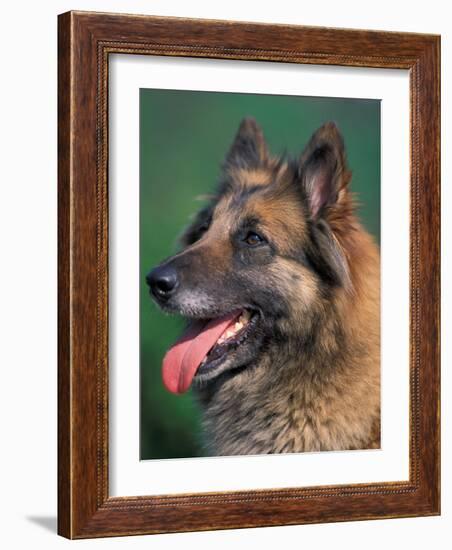 Domestic Dogs, Belgian Malinois / Shepherd Dog Face Portrait-Adriano Bacchella-Framed Photographic Print