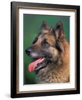 Domestic Dogs, Belgian Malinois / Shepherd Dog Face Portrait-Adriano Bacchella-Framed Photographic Print