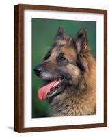 Domestic Dogs, Belgian Malinois / Shepherd Dog Face Portrait-Adriano Bacchella-Framed Photographic Print