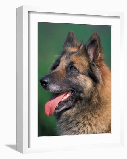 Domestic Dogs, Belgian Malinois / Shepherd Dog Face Portrait-Adriano Bacchella-Framed Photographic Print