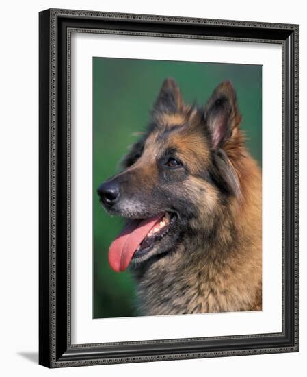 Domestic Dogs, Belgian Malinois / Shepherd Dog Face Portrait-Adriano Bacchella-Framed Photographic Print