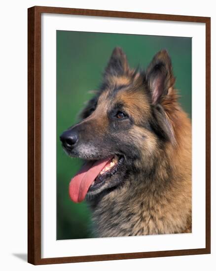 Domestic Dogs, Belgian Malinois / Shepherd Dog Face Portrait-Adriano Bacchella-Framed Photographic Print