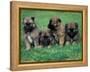 Domestic Dogs, Belgian Malinois / Shepherd Dog Puppies Sitting / Lying Together-Adriano Bacchella-Framed Premier Image Canvas