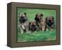Domestic Dogs, Belgian Malinois / Shepherd Dog Puppies Sitting / Lying Together-Adriano Bacchella-Framed Premier Image Canvas