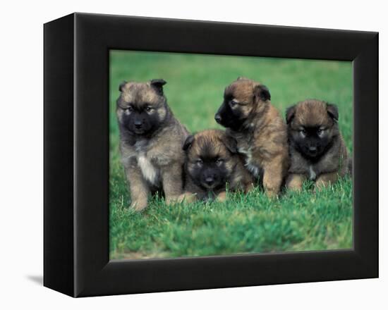 Domestic Dogs, Belgian Malinois / Shepherd Dog Puppies Sitting / Lying Together-Adriano Bacchella-Framed Premier Image Canvas