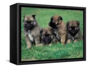 Domestic Dogs, Belgian Malinois / Shepherd Dog Puppies Sitting / Lying Together-Adriano Bacchella-Framed Premier Image Canvas