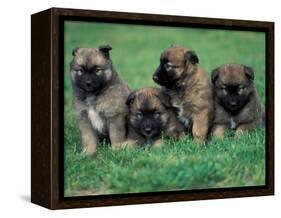Domestic Dogs, Belgian Malinois / Shepherd Dog Puppies Sitting / Lying Together-Adriano Bacchella-Framed Premier Image Canvas