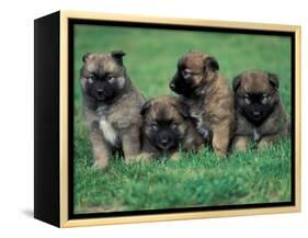 Domestic Dogs, Belgian Malinois / Shepherd Dog Puppies Sitting / Lying Together-Adriano Bacchella-Framed Premier Image Canvas