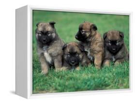 Domestic Dogs, Belgian Malinois / Shepherd Dog Puppies Sitting / Lying Together-Adriano Bacchella-Framed Premier Image Canvas