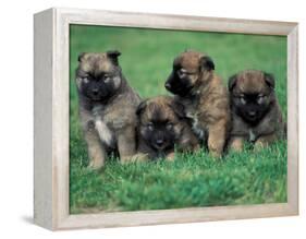 Domestic Dogs, Belgian Malinois / Shepherd Dog Puppies Sitting / Lying Together-Adriano Bacchella-Framed Premier Image Canvas