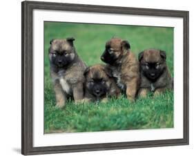 Domestic Dogs, Belgian Malinois / Shepherd Dog Puppies Sitting / Lying Together-Adriano Bacchella-Framed Photographic Print