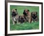 Domestic Dogs, Belgian Malinois / Shepherd Dog Puppies Sitting / Lying Together-Adriano Bacchella-Framed Photographic Print