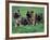 Domestic Dogs, Belgian Malinois / Shepherd Dog Puppies Sitting / Lying Together-Adriano Bacchella-Framed Photographic Print