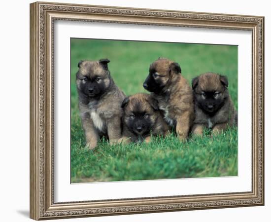 Domestic Dogs, Belgian Malinois / Shepherd Dog Puppies Sitting / Lying Together-Adriano Bacchella-Framed Photographic Print