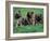 Domestic Dogs, Belgian Malinois / Shepherd Dog Puppies Sitting / Lying Together-Adriano Bacchella-Framed Photographic Print