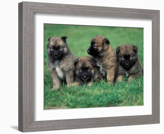 Domestic Dogs, Belgian Malinois / Shepherd Dog Puppies Sitting / Lying Together-Adriano Bacchella-Framed Photographic Print