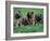 Domestic Dogs, Belgian Malinois / Shepherd Dog Puppies Sitting / Lying Together-Adriano Bacchella-Framed Photographic Print