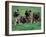 Domestic Dogs, Belgian Malinois / Shepherd Dog Puppies Sitting / Lying Together-Adriano Bacchella-Framed Photographic Print