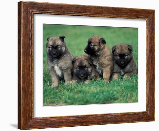 Domestic Dogs, Belgian Malinois / Shepherd Dog Puppies Sitting / Lying Together-Adriano Bacchella-Framed Photographic Print