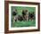 Domestic Dogs, Belgian Malinois / Shepherd Dog Puppies Sitting / Lying Together-Adriano Bacchella-Framed Photographic Print