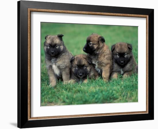 Domestic Dogs, Belgian Malinois / Shepherd Dog Puppies Sitting / Lying Together-Adriano Bacchella-Framed Photographic Print