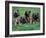 Domestic Dogs, Belgian Malinois / Shepherd Dog Puppies Sitting / Lying Together-Adriano Bacchella-Framed Photographic Print