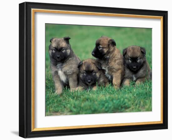 Domestic Dogs, Belgian Malinois / Shepherd Dog Puppies Sitting / Lying Together-Adriano Bacchella-Framed Photographic Print