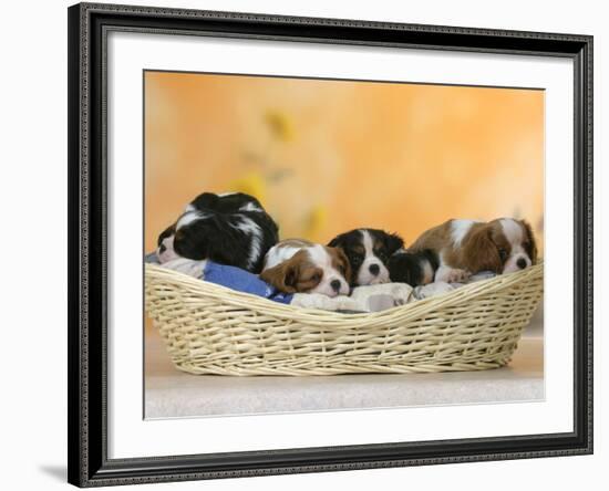 Domestic Dogs, Five Cavalier King Charles Spaniel Puppies, 7 Weeks Old, Sleeping in Basket-Petra Wegner-Framed Photographic Print