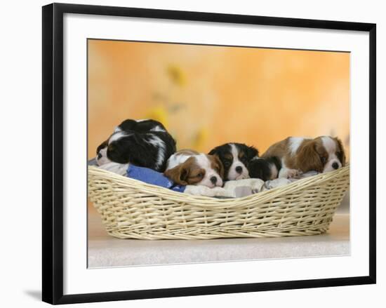 Domestic Dogs, Five Cavalier King Charles Spaniel Puppies, 7 Weeks Old, Sleeping in Basket-Petra Wegner-Framed Photographic Print