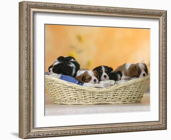 Domestic Dogs, Five Cavalier King Charles Spaniel Puppies, 7 Weeks Old, Sleeping in Basket-Petra Wegner-Framed Photographic Print
