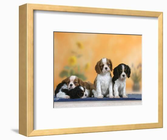 Domestic Dogs, Four Cavalier King Charles Spaniel Puppies, 7 Weeks Old, of Different Colours-Petra Wegner-Framed Photographic Print