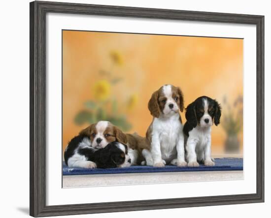 Domestic Dogs, Four Cavalier King Charles Spaniel Puppies, 7 Weeks Old, of Different Colours-Petra Wegner-Framed Photographic Print