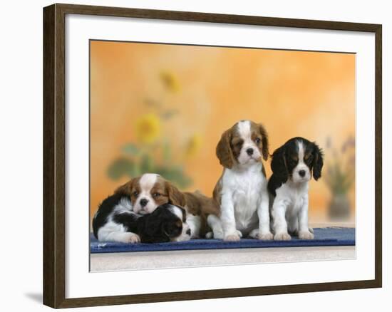 Domestic Dogs, Four Cavalier King Charles Spaniel Puppies, 7 Weeks Old, of Different Colours-Petra Wegner-Framed Photographic Print