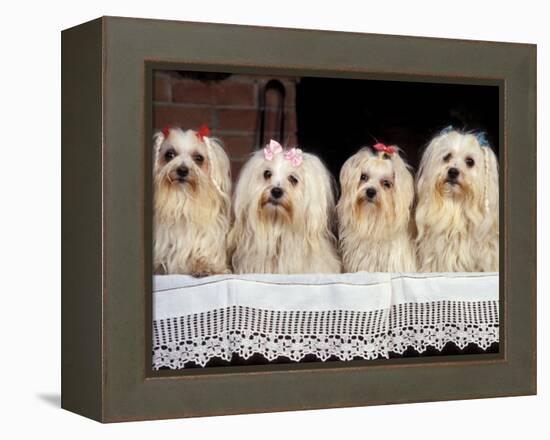 Domestic Dogs, Four Maltese Dogs Sitting in a Row, All with Bows in Their Hair-Adriano Bacchella-Framed Premier Image Canvas