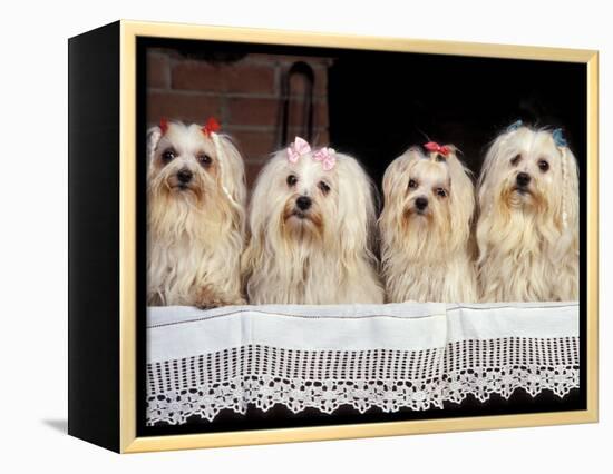 Domestic Dogs, Four Maltese Dogs Sitting in a Row, All with Bows in Their Hair-Adriano Bacchella-Framed Premier Image Canvas