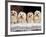 Domestic Dogs, Four Maltese Dogs Sitting in a Row, All with Bows in Their Hair-Adriano Bacchella-Framed Photographic Print