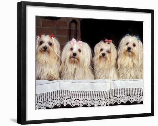 Domestic Dogs, Four Maltese Dogs Sitting in a Row, All with Bows in Their Hair-Adriano Bacchella-Framed Photographic Print