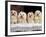 Domestic Dogs, Four Maltese Dogs Sitting in a Row, All with Bows in Their Hair-Adriano Bacchella-Framed Photographic Print