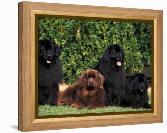 Domestic Dogs, Four Newfoundland Dogs Resting on Grass-Adriano Bacchella-Framed Premier Image Canvas