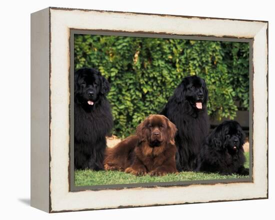 Domestic Dogs, Four Newfoundland Dogs Resting on Grass-Adriano Bacchella-Framed Premier Image Canvas