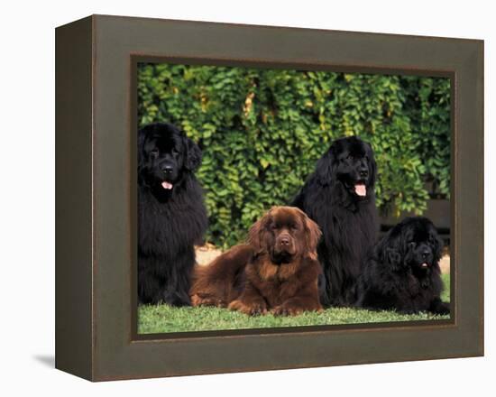 Domestic Dogs, Four Newfoundland Dogs Resting on Grass-Adriano Bacchella-Framed Premier Image Canvas