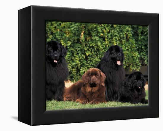 Domestic Dogs, Four Newfoundland Dogs Resting on Grass-Adriano Bacchella-Framed Premier Image Canvas