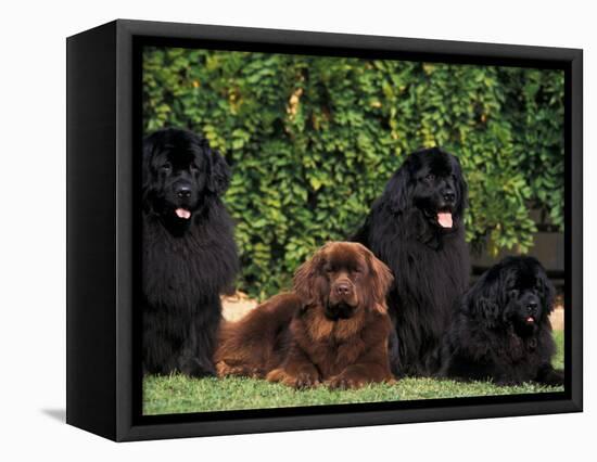 Domestic Dogs, Four Newfoundland Dogs Resting on Grass-Adriano Bacchella-Framed Premier Image Canvas