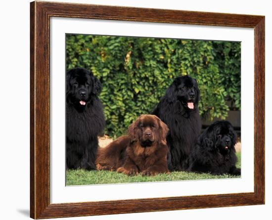 Domestic Dogs, Four Newfoundland Dogs Resting on Grass-Adriano Bacchella-Framed Photographic Print