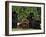 Domestic Dogs, Four Newfoundland Dogs Resting on Grass-Adriano Bacchella-Framed Photographic Print