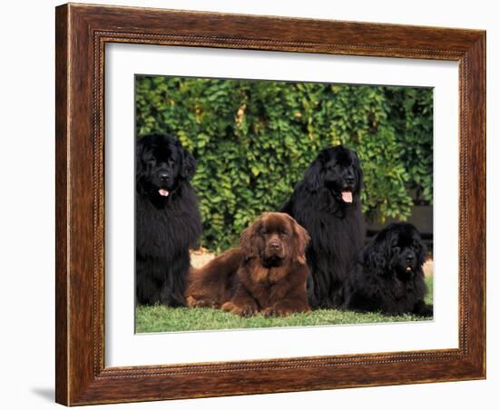 Domestic Dogs, Four Newfoundland Dogs Resting on Grass-Adriano Bacchella-Framed Photographic Print