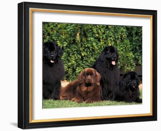 Domestic Dogs, Four Newfoundland Dogs Resting on Grass-Adriano Bacchella-Framed Photographic Print