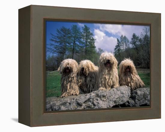 Domestic Dogs, Four Pulik / Hungarian Water Dogs Sitting Together on a Rock-Adriano Bacchella-Framed Premier Image Canvas